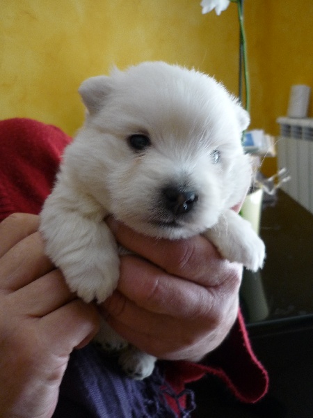 westies