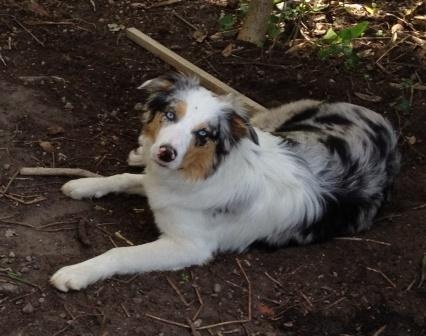 border collies